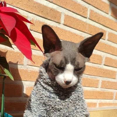 Rociojm64's profile picture. Graduada en Educación Primaria y amante del deporte 🏀 🏀