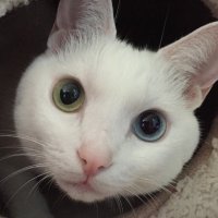 まずるねこ(@oh_kaoru) 's Twitter Profile Photo