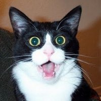 Surprised Cat (@surprisedcat666) 's Twitter Profile Photo Surprised Cat (@surprisedcat666) 's Twitter Profile Photo