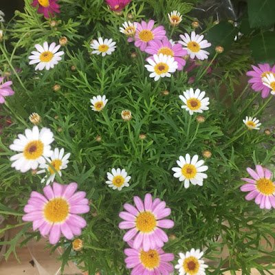 HongNguyen095's profile picture. manh me