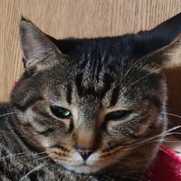 玲李 (@0929taro) 's Twitter Profile