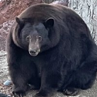 hank (@mushbrain123) 's Twitter Profile