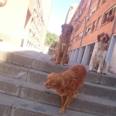 SiriusDeneb's profile picture. La violencia es el último recurso de los incompetentes