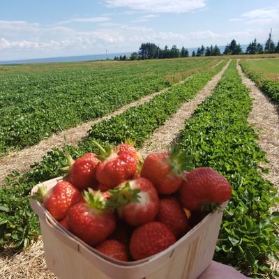 Shorebreezefarm's profile picture. 