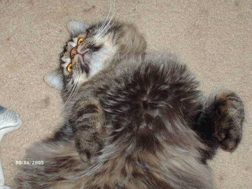 HarleyPCat's profile picture. 100% Kentucky Wildcat!  Ok..... so I am not all that wild.... just a fat cat who loves to eat and hit the nip.