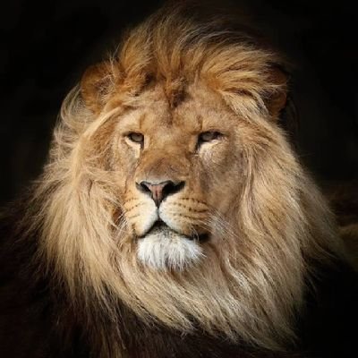 jhonlion2022 Profile Picture