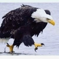 DudeNodesNothing (frens call me Jason) (@xrpofalltrades) 's Twitter Profile