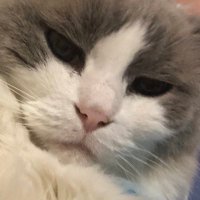 ステファン (@stephanmatsu) 's Twitter Profile
