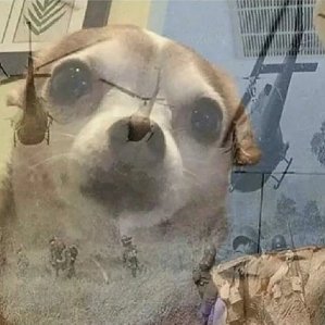 ambsandthewolf's profile picture. -