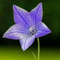 🇹🇷🇹🇷Lamar aĝa🇵🇰🇵🇰 (@aga_basar) 's Twitter Profile