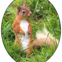 Grasmere Red Squirrels(@GrasmereRed) 's Twitter Profile Photo