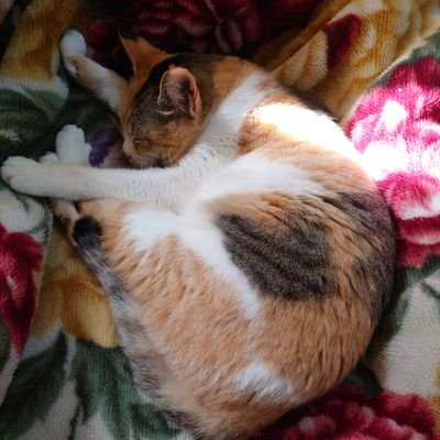 ゆっき〜さんのプロフィール画像
