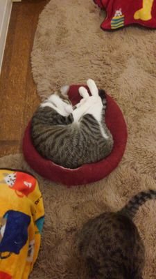 猫好きです。