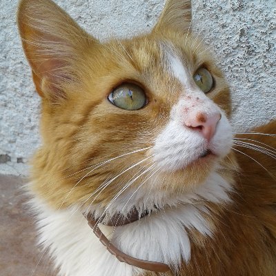 Nando_Agnostico's profile picture. Soy de los que no les gusta responder,  lo que no saben contestar.