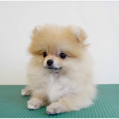 Pomeranian0222 Profile Picture