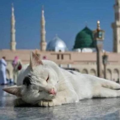 Athr56550522's profile picture. الله يجعل المستحيل ممكنا
Our allah makes the impossible possible