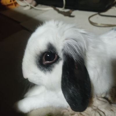 uchan1484's profile picture. 山暮らしの卯ちゃんとうさぎの小白、自然農で自給自足