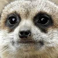 rift (@riftmull) 's Twitter Profile