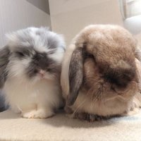 むぅもこ (@mumoco0) 's Twitter Profile Photo むぅもこ (@mumoco0) 's Twitter Profile Photo