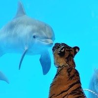 nayamaya 🐯🐬(@nayamaya_) 's Twitter Profile Photo