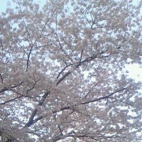 中将専用ギラ・トーガ (@wyt8ddberuyexgv) 's Twitter Profile Photo 中将専用ギラ・トーガ (@wyt8ddberuyexgv) 's Twitter Profile Photo