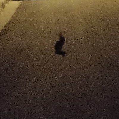 Germexican8Tymz's profile picture. I sooo wanna hang with your ass. Not your face. Just your ass.....Well, maybe your face can come too. I'm not sure. But your ass, DEFINITELY.