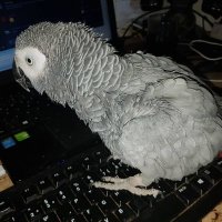 Garfunkel (@liebesvogele) 's Twitter Profile Photo Garfunkel (@liebesvogele) 's Twitter Profile Photo