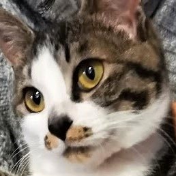 aniki_1116's profile picture. ブラック企業の社畜から脱サラ 猫とブログが好き。フリーランス。猫のように「自分らしく自由に暮らす」をモットーに【生活・節約・投資・副業】に役立つ情報をブログで発信中😸
    　　    #ブログ  $KTA  #XYM