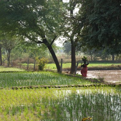 The Andhra Pradesh Children and Parents' Study (APCAPS).
A large prospective, #intergenerational #cohort study in peri-urban India.
See website to collaborate!