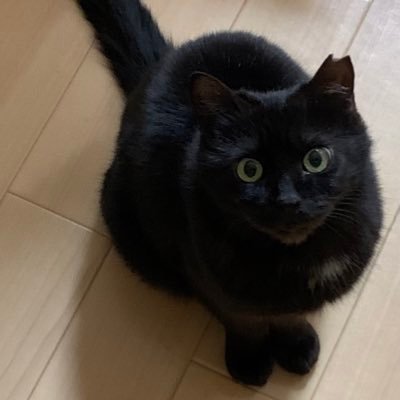 ランファン🐈‍⬛/メス/元保護猫/2018年生まれ(推定)/2022年2月6日からずっとのおうちへ定住/2022年2月22日正式譲渡/Fromネコリパブリックお茶の水/岐阜県出身/同居猫はホタテくん🐈(現在、笹かま猫/元白猫)