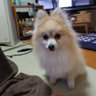 PsGXaOFe8p0XPgl's profile picture. ポメラニアンの凪(なぎ)さん12歳❤️
5年前に、繁殖犬を引退した凪さんを
保護犬カフェからお迎えしました
現在　心臓病　腎不全で治療中
先代犬は、ダックスフンド😁
無言フォロー失礼致します🙇
X は、🔰です😃✌️
鬼滅の刃の富岡義勇さん推し❤️
#HAEINESS 💓#SIKcret♥️