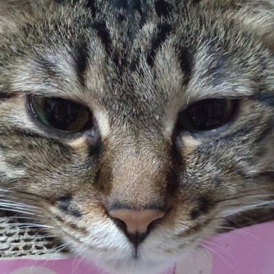 猫ときどきおやつ
2019.4月生まれのとらツインズれおらむと先住白玉おててのさば白末っ子茶白のちゃあ
今日も猫びより