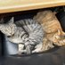 ホテルの猫係 (@yodobashiramp) Twitter profile photo ホテルの猫係 (@yodobashiramp) Twitter profile photo