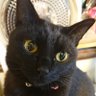 clonyan425's profile picture. 猫とかご飯とか仕事のこととか。猫さん大好き！黒猫の女の子はなちゃんは7歳です。ご飯を作る仕事(和食) 。ご飯の写真やTVや本を見るのが好きです。趣味は読書。医療系の小説が特に好き。無言フォロー失礼します。無言フォロー歓迎です。DM見ません。YouTube見ません。