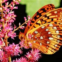 Jon Ritchings Jr (@naturesheart1) 's Twitter Profile