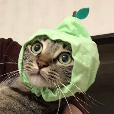 保護猫チャピ🐱㊗️4歳！さんのプロフィール画像