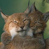 Le Lynx dîne au soleil (Cloclo) ♦️🐈🦁🦅(@LeLynxComtois) 's Twitter Profile Photo