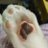 maple2cat