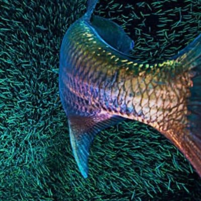 Chadwickj21's profile picture. Entrepreneur | Free Thinker | Golf and Fishing | The nuclear family is the greatest form of governance known to mankind