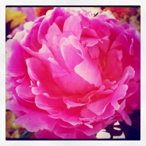 ashleighhome's profile picture. 