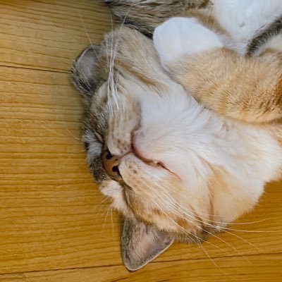 dambyonny's profile picture. 담비온니