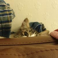 Cinder (@nightowl157) 's Twitter Profile Photo Cinder (@nightowl157) 's Twitter Profile Photo