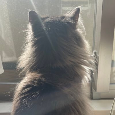 puporn_crypto's profile picture. 【ぷぽーん】は仮想通貨を中心に、僕なりの見解をツイートしているにゃん🐈🐈‍⬛#仮想通貨猫 #crypto