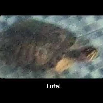 tutel :D