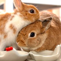 うさぎのもぐとみみ -Mogu&Mimi- (@mogumimi86) 's Twitter Profile Photo