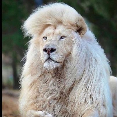 olamibosipo11's profile picture. 