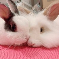 ポコ太とパピ子 (@pocotainsg) Twitter profile photo