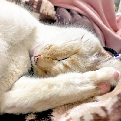しばさんのプロフィール画像
