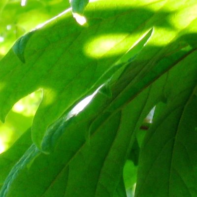 BeyondForms's profile picture. A wise man once told me. "There is no path, but only a fool isn't on it."