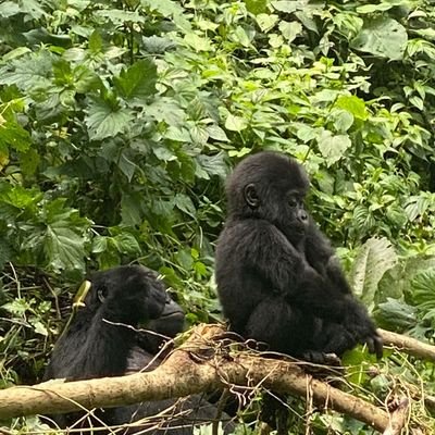 A serene ecolodge in Bwindi Gorilla National Park, Kisoro, Uganda. Sits at 7,000 feet above sea level. Hospitality in the Sky.